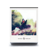Abreißkalender / Photodarium 2027