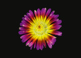 Postkartenbuch / The Blooming Book