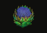 Postkartenbuch / The Blooming Book