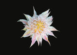 Postkartenbuch / The Blooming Book