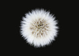 Postkartenbuch / The Blooming Book