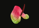 Postkartenbuch / The Blooming Book